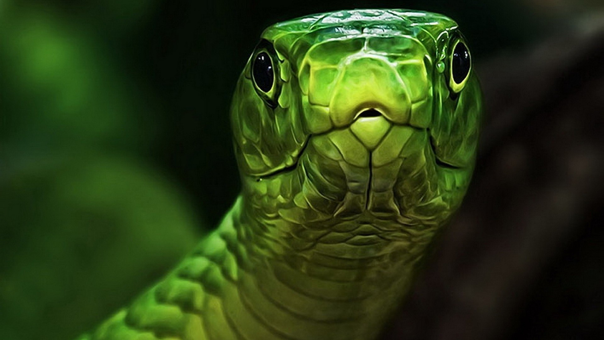 Green Snake Close Up HD Wallpaper