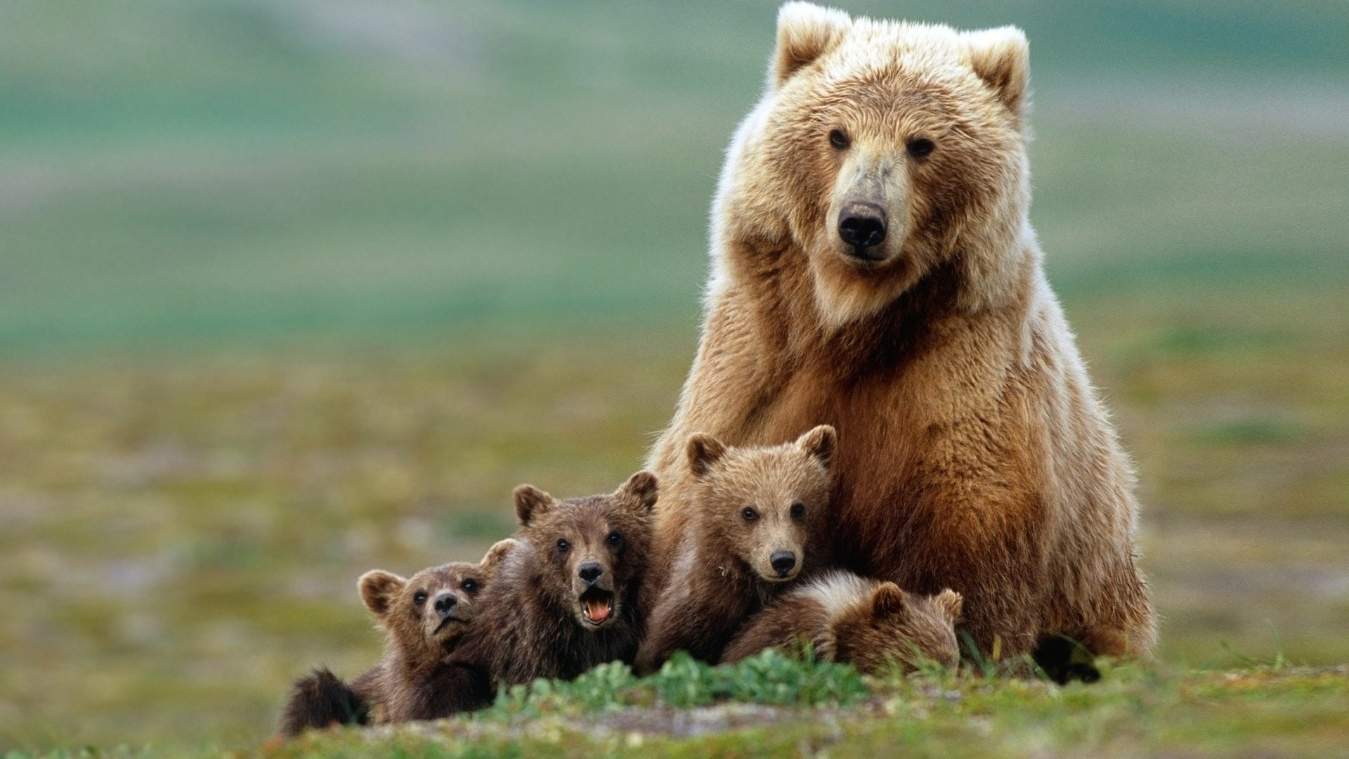 Grizzly Bear with Cubs in a Field HD Wallpaper