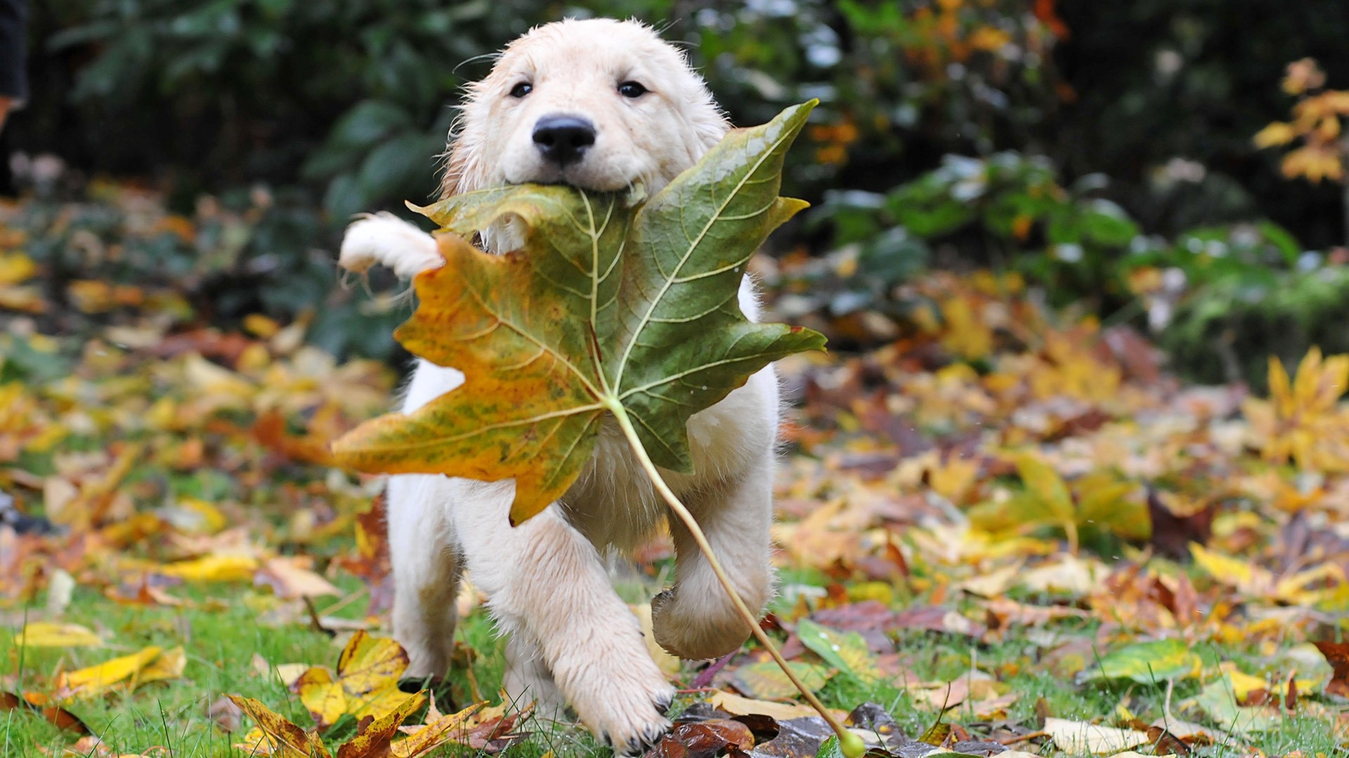 Golden Retriever puppy carrying a large leaf HD Wallpaper