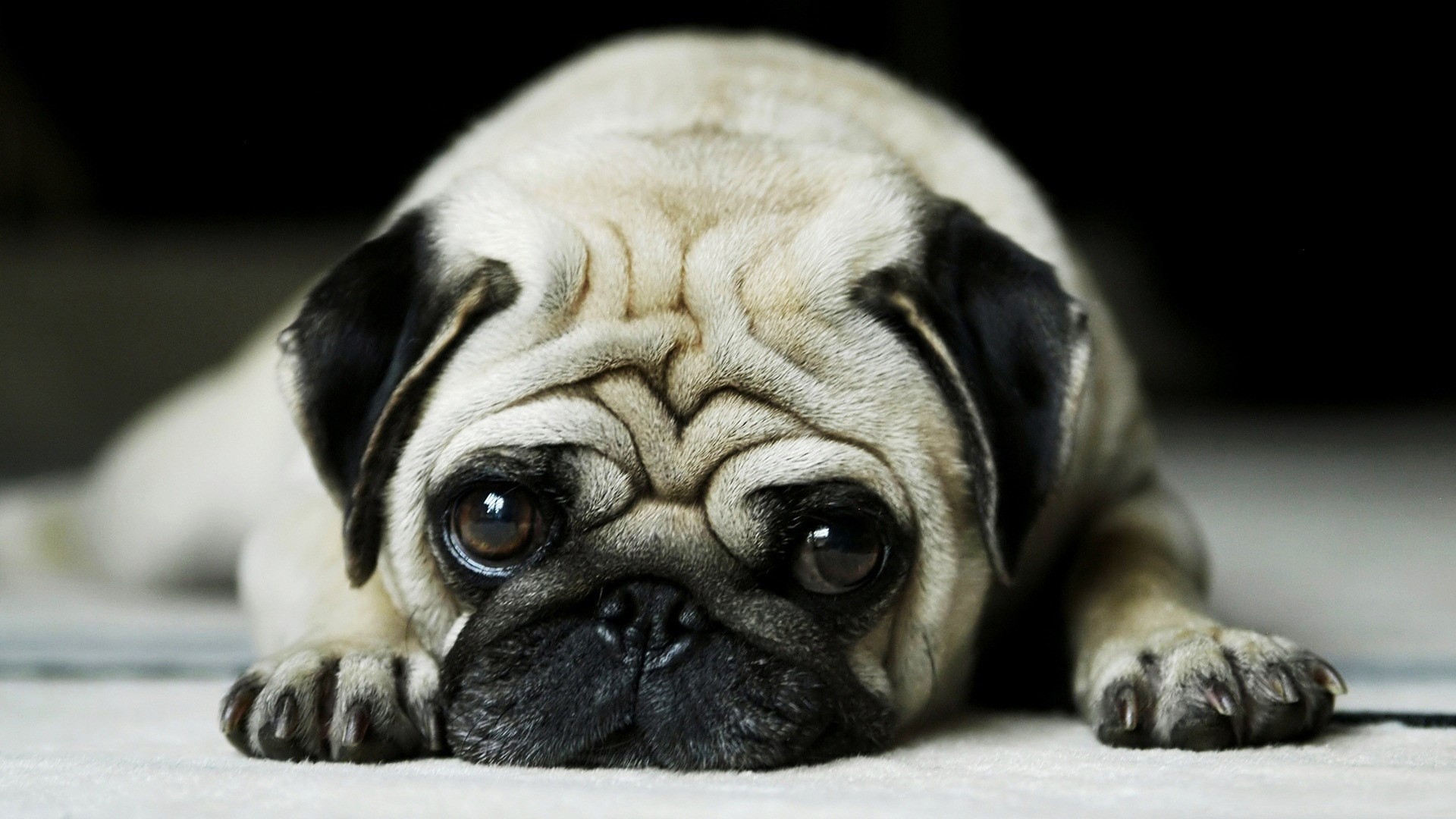 Close up of a pug dog HD Wallpaper