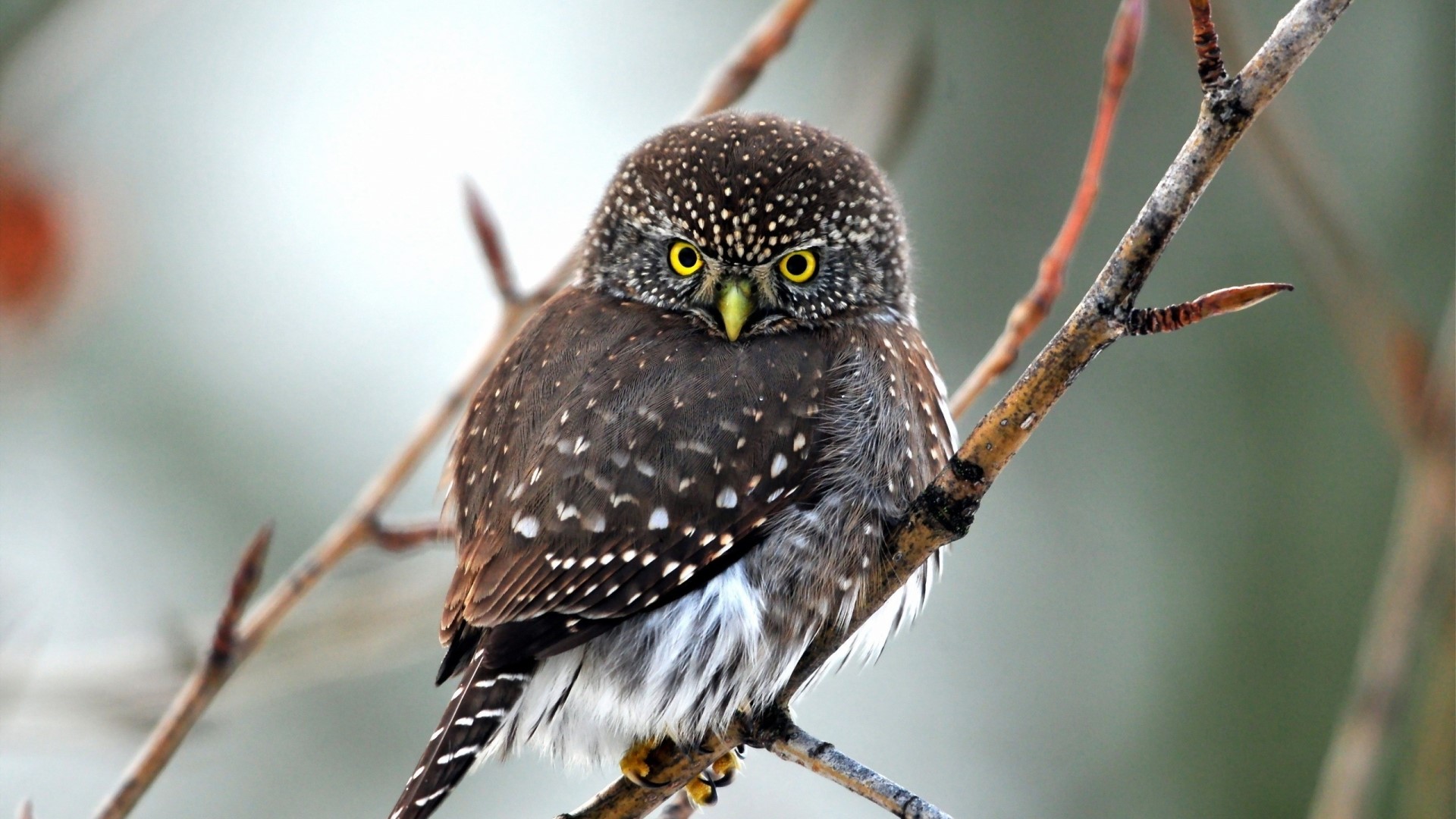 Plump Little Owl on a Branch HD Wallpaper