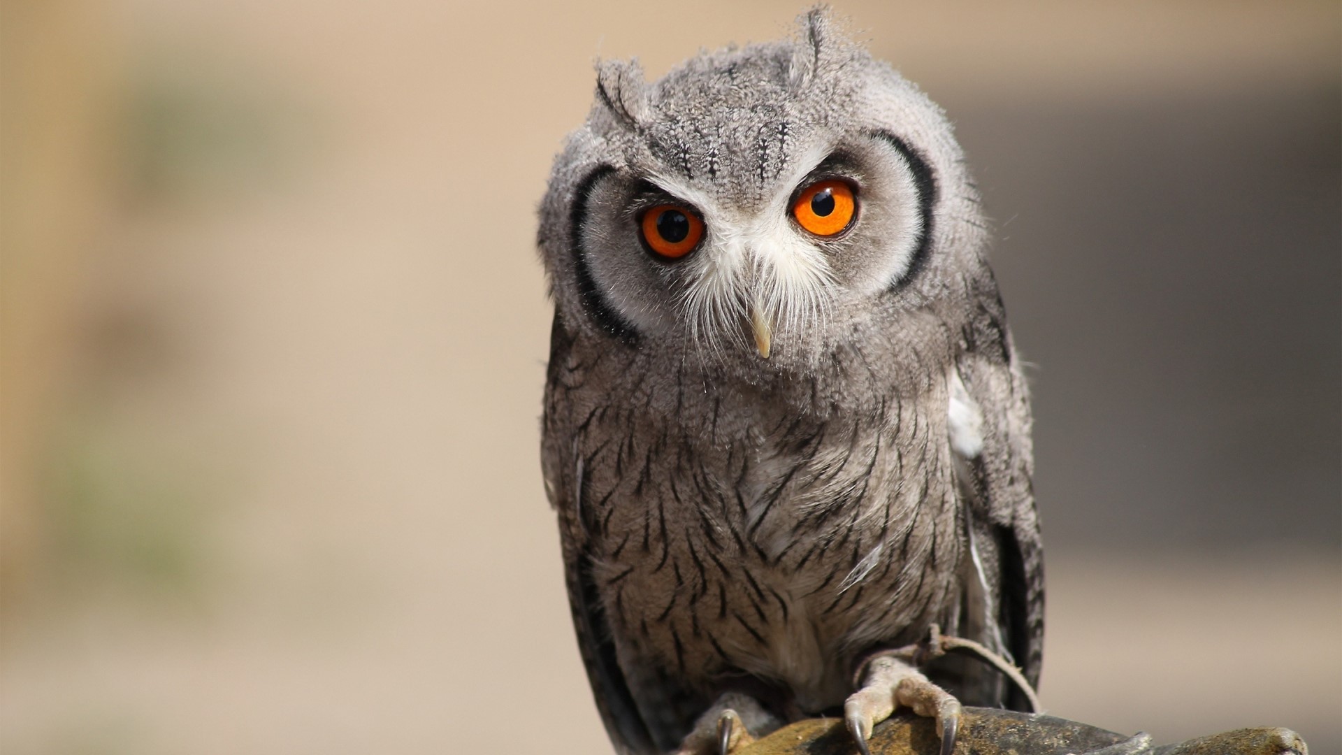 Southern White Faced Owl with Orange Eyes HD Wallpaper