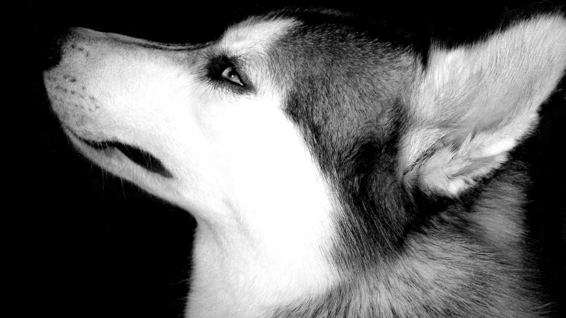 Close-up of a Siberian Husky's head HD Wallpaper