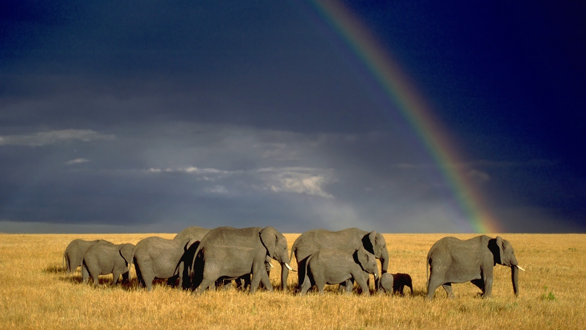 Elephants walking under a rainbow in a savanna HD Wallpaper
