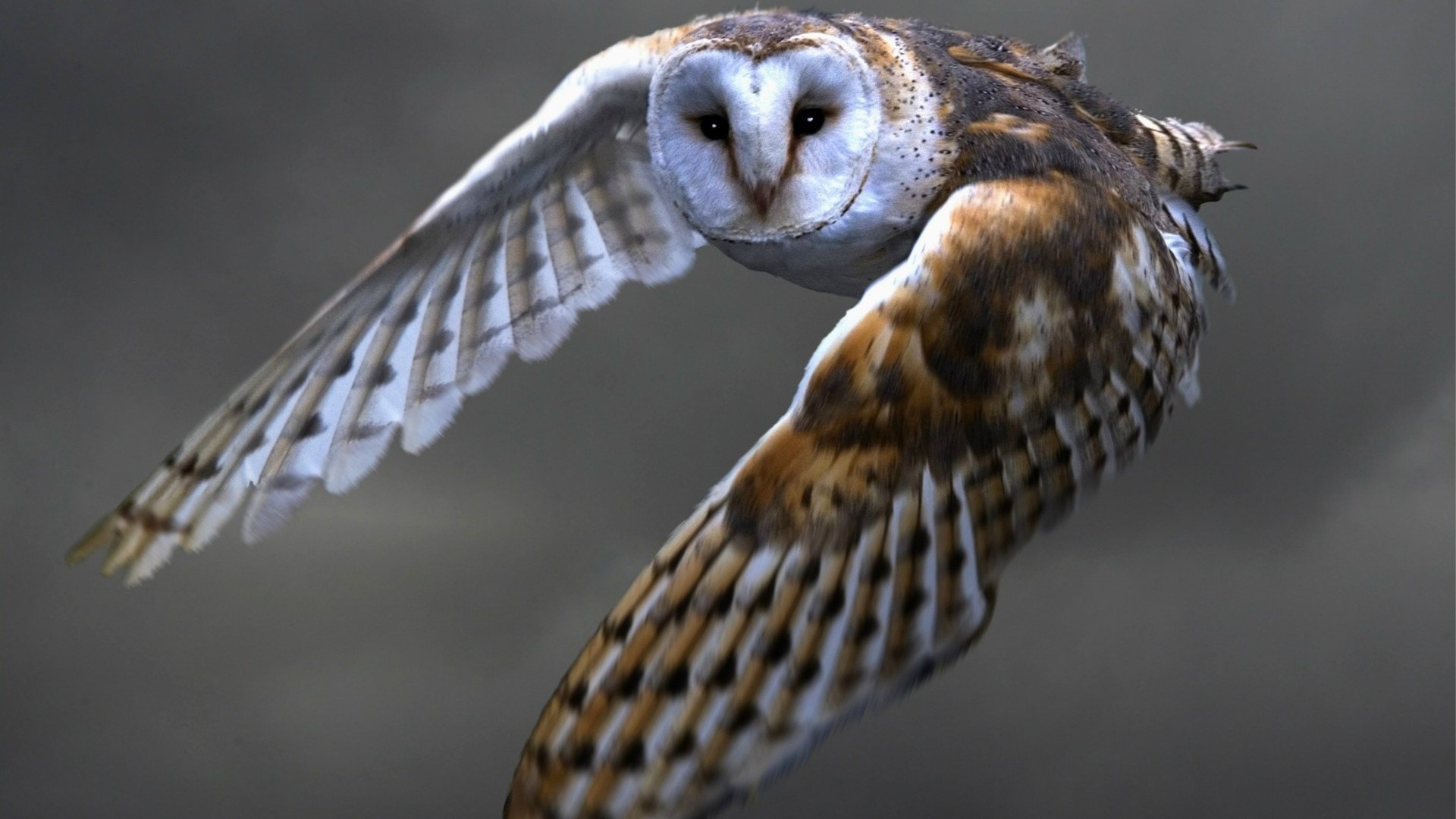 Barn Owl in Flight HD Wallpaper