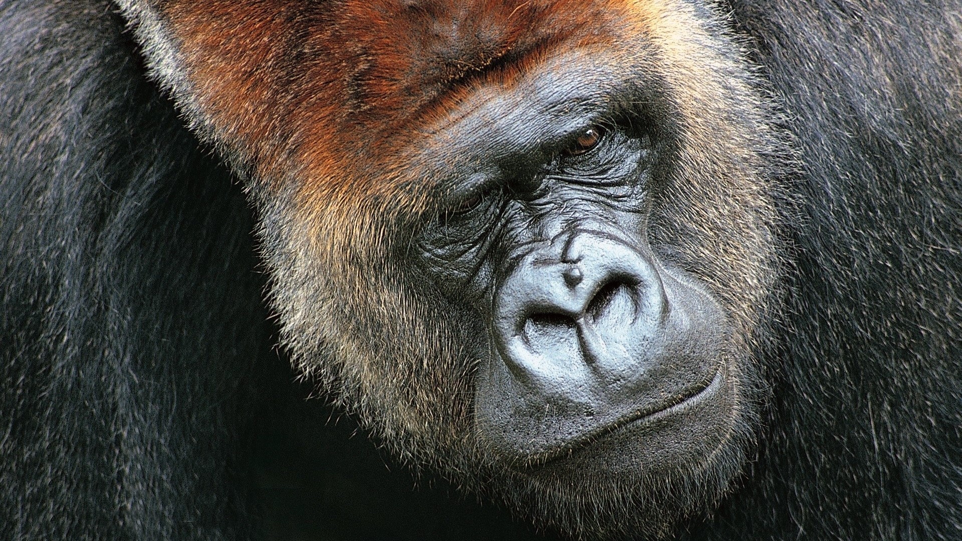 Close-up of a Gorilla's Face HD Wallpaper