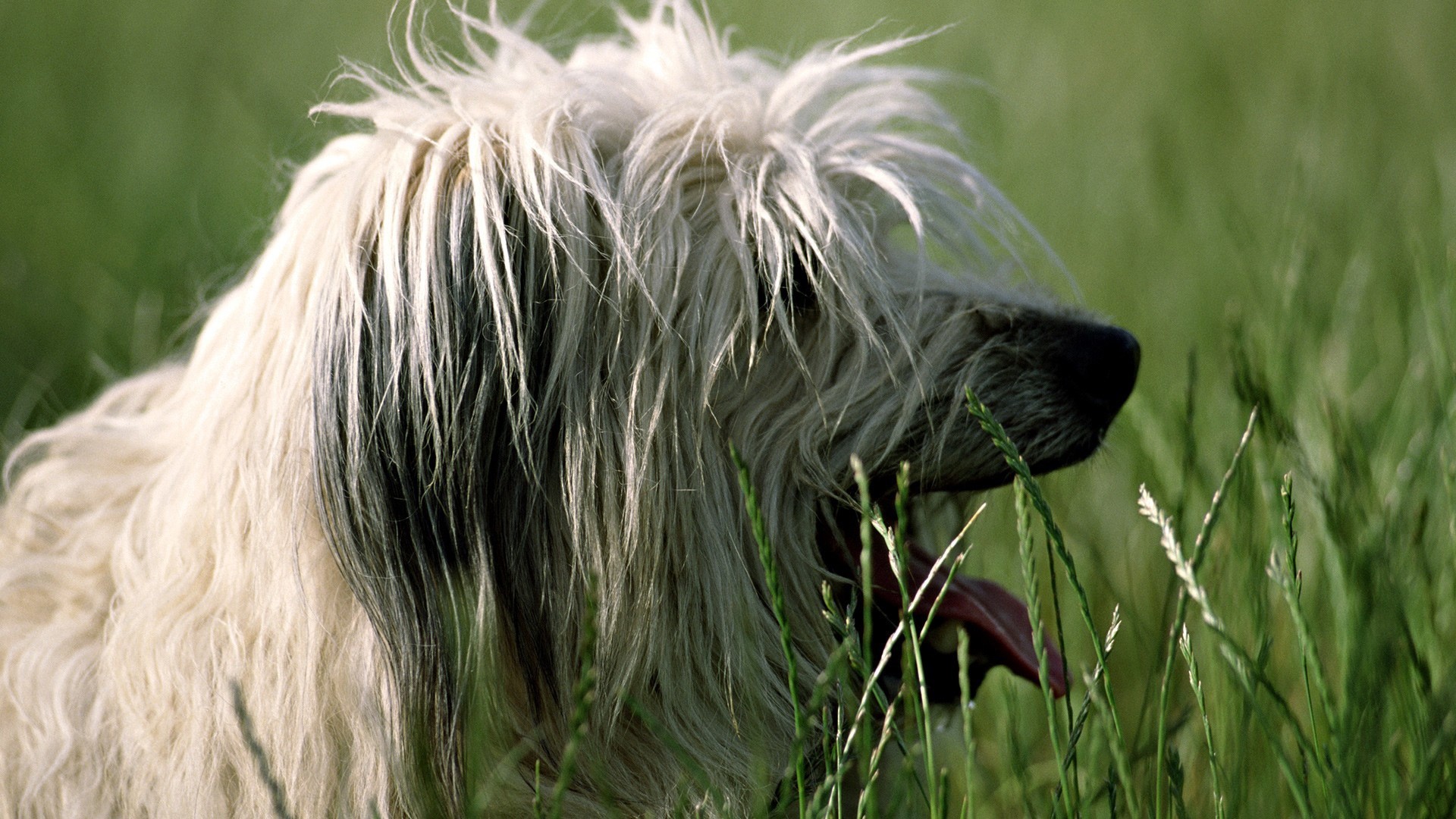 Sheepdog with long fur in green grass HD Wallpaper