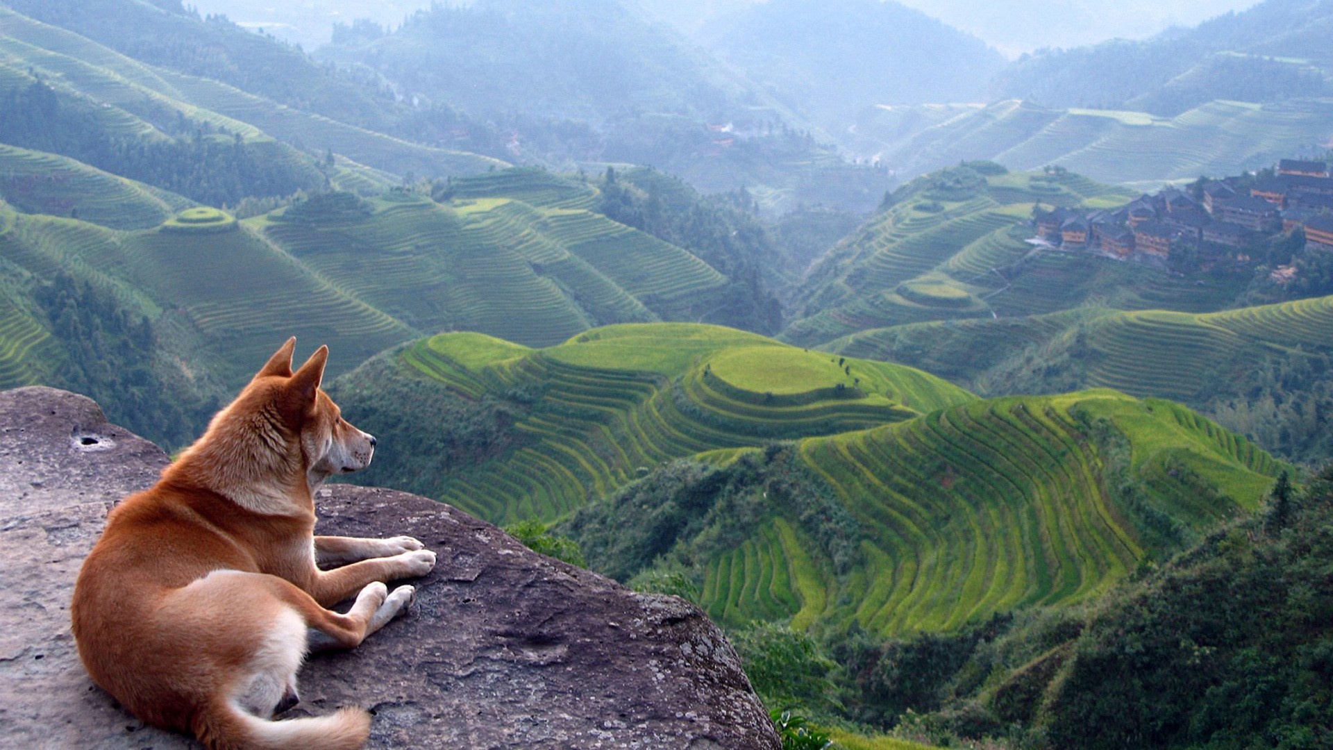 Dog overlooking Longji Rice Terraces HD Wallpaper