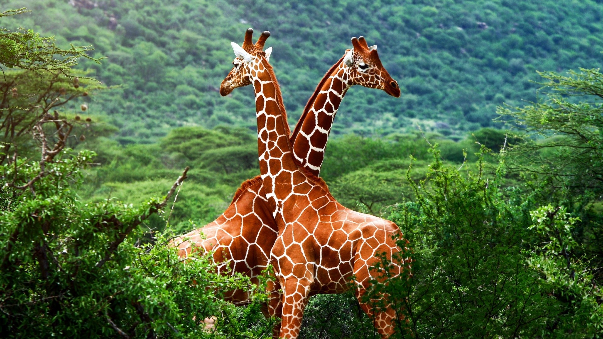 Two giraffes with patterned fur in a forest HD Wallpaper