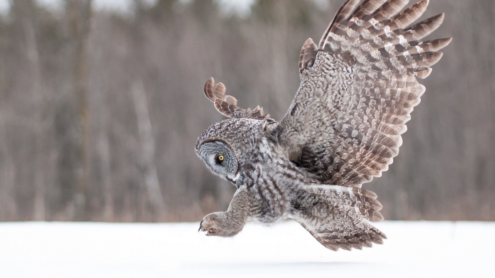 Great Grey Owl in Flight Over Snow HD Wallpaper