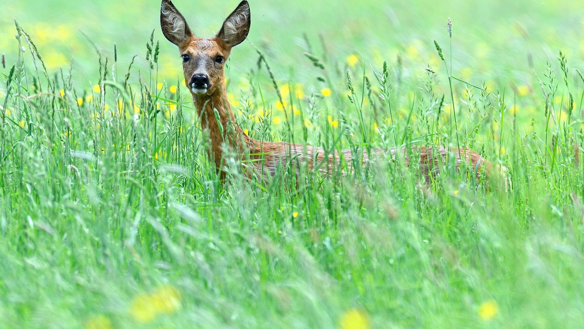 Deer in tall green grass with yellow flowers HD Wallpaper