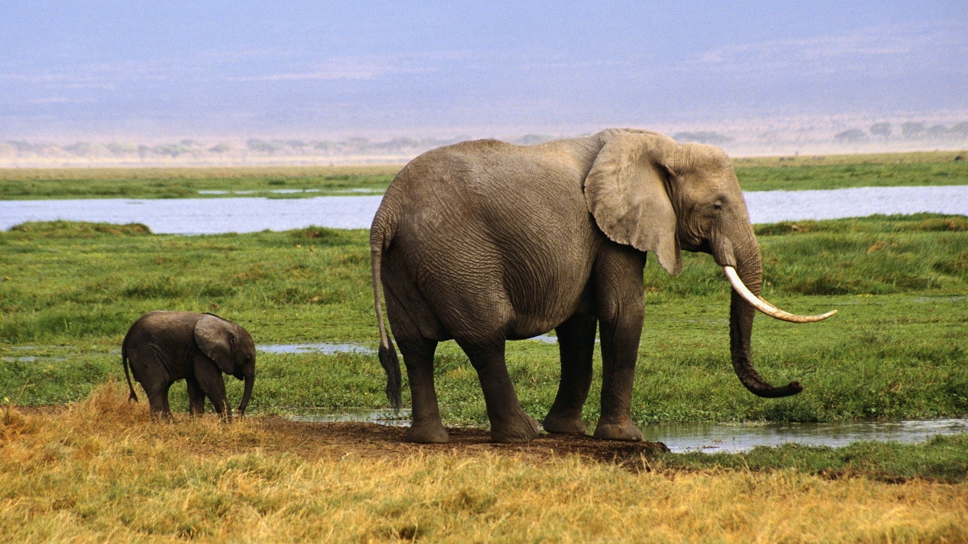 Elephant and Baby in a Grassy Field HD Wallpaper
