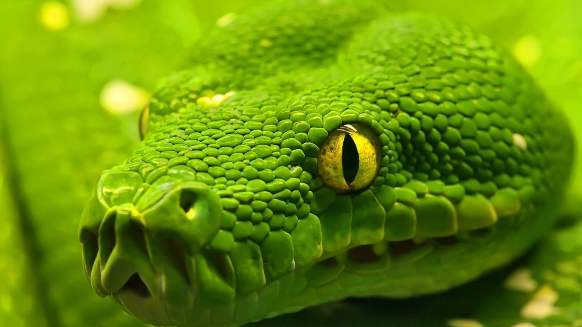 Green Snake Macro Close Up HD Wallpaper