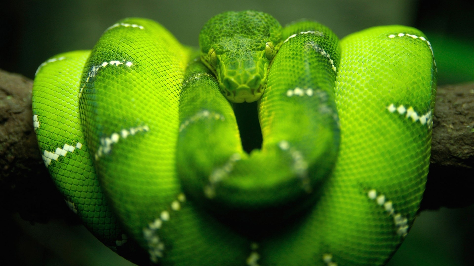 Green Snake Coiled on Branch HD Wallpaper