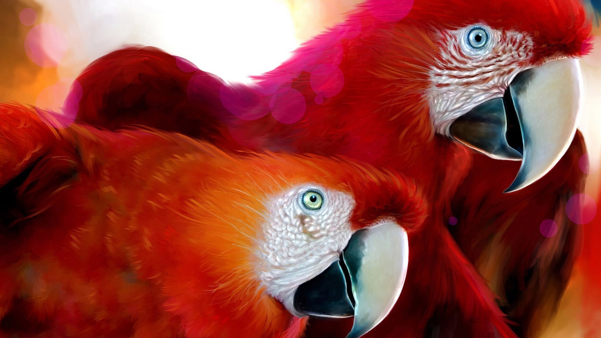 Two red parrots with blue eyes HD Wallpaper