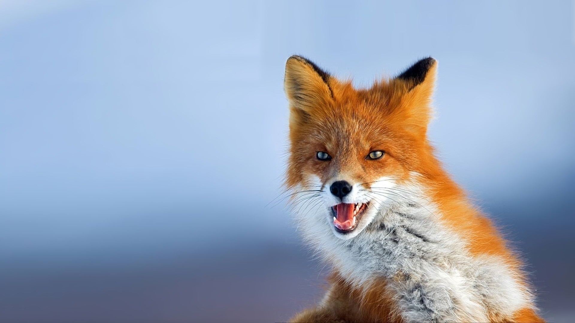 Red Fox with Mouth Open HD Wallpaper