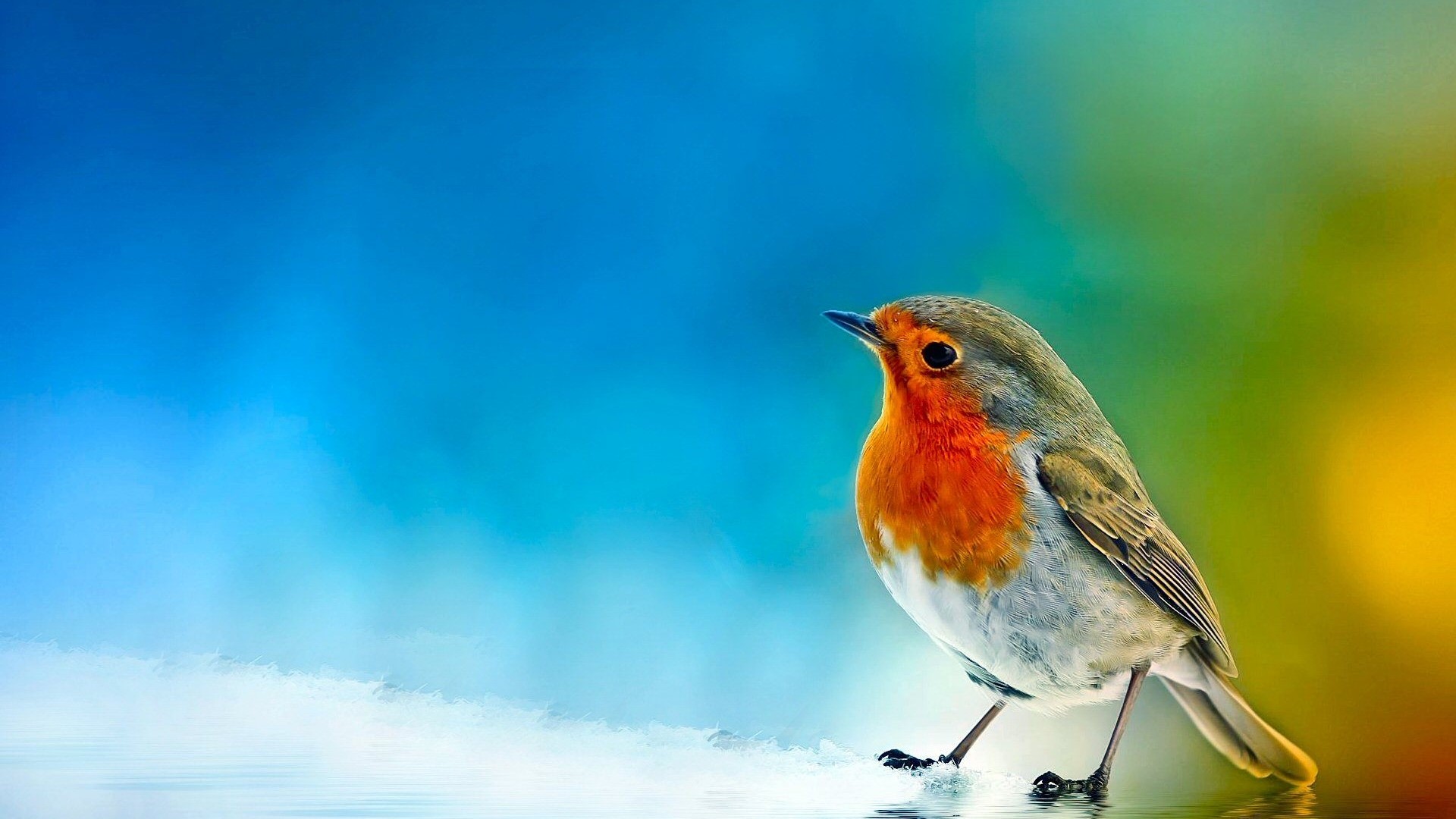 Robin bird on a colorful background HD Wallpaper