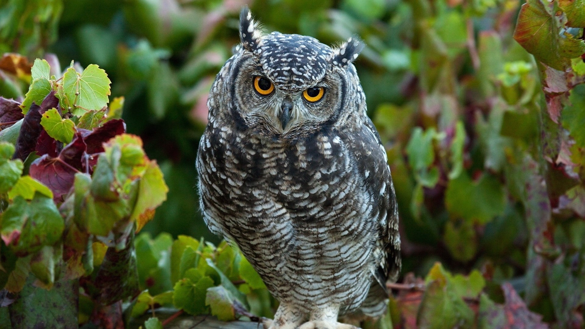 Spotted Eagle-Owl perched among green and red leaves HD Wallpaper