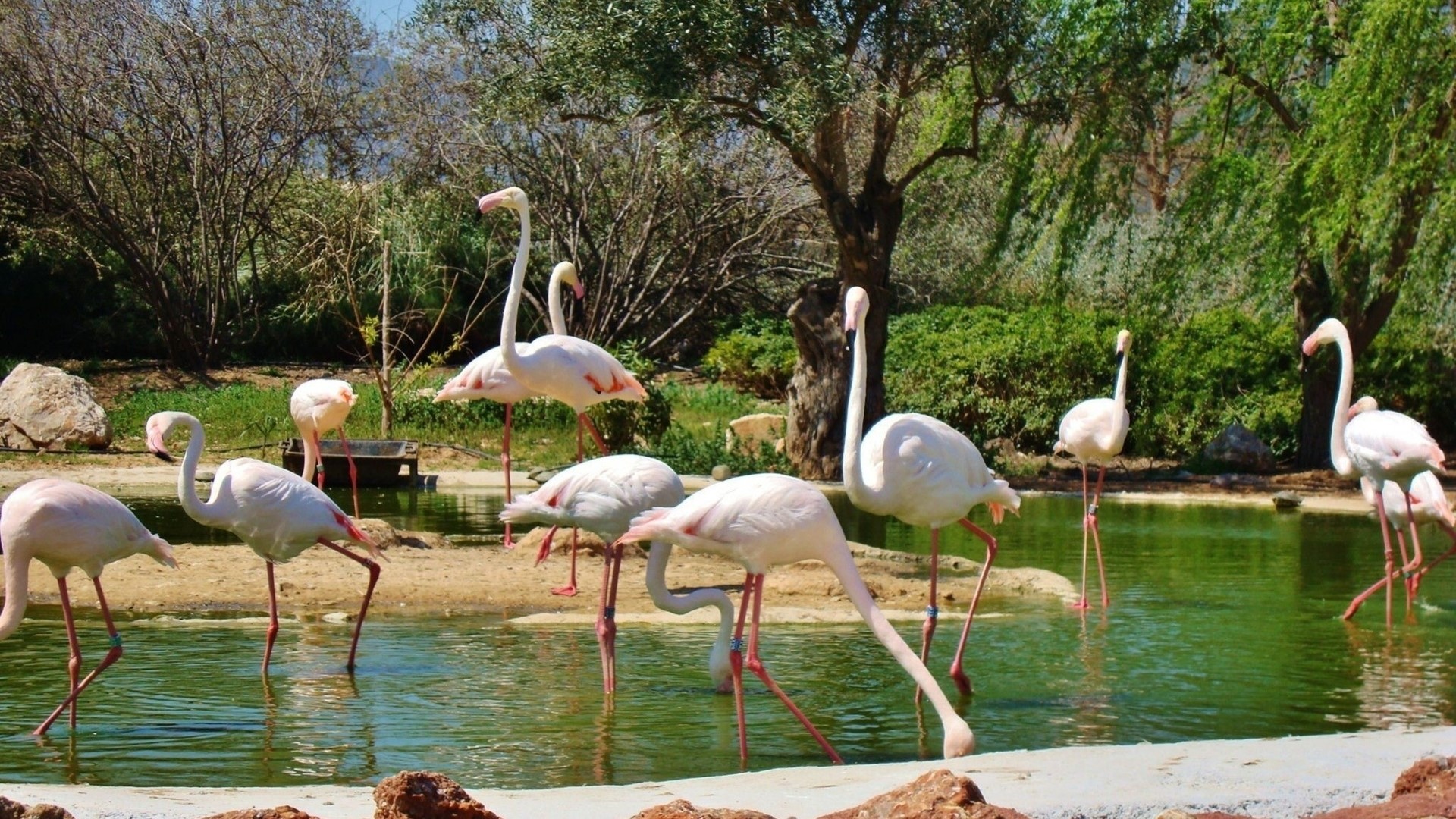 Flamingos in a pond with trees HD Wallpaper