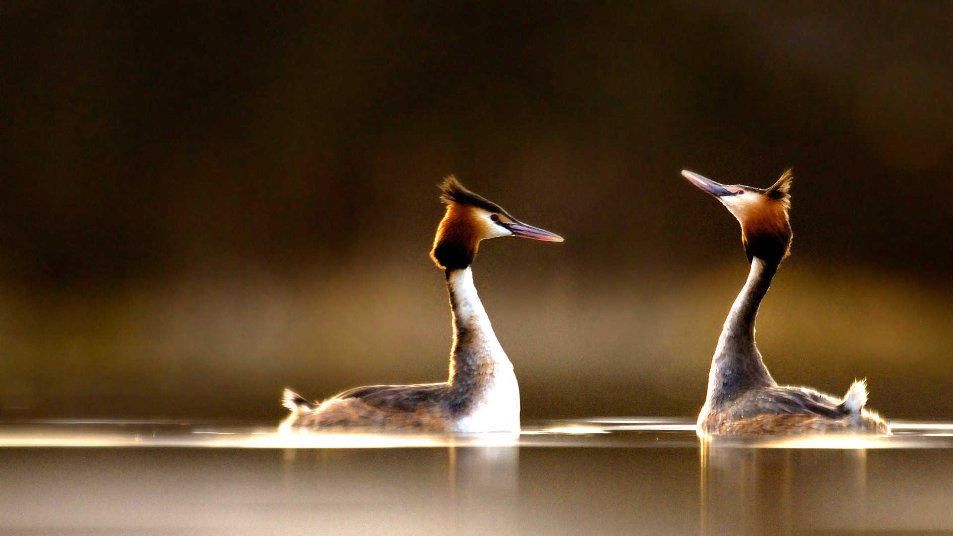 Two Great Crested Grebes on water HD Wallpaper