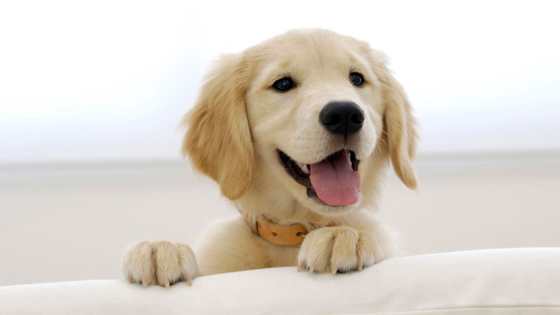 Happy Yellow Labrador Puppy HD Wallpaper