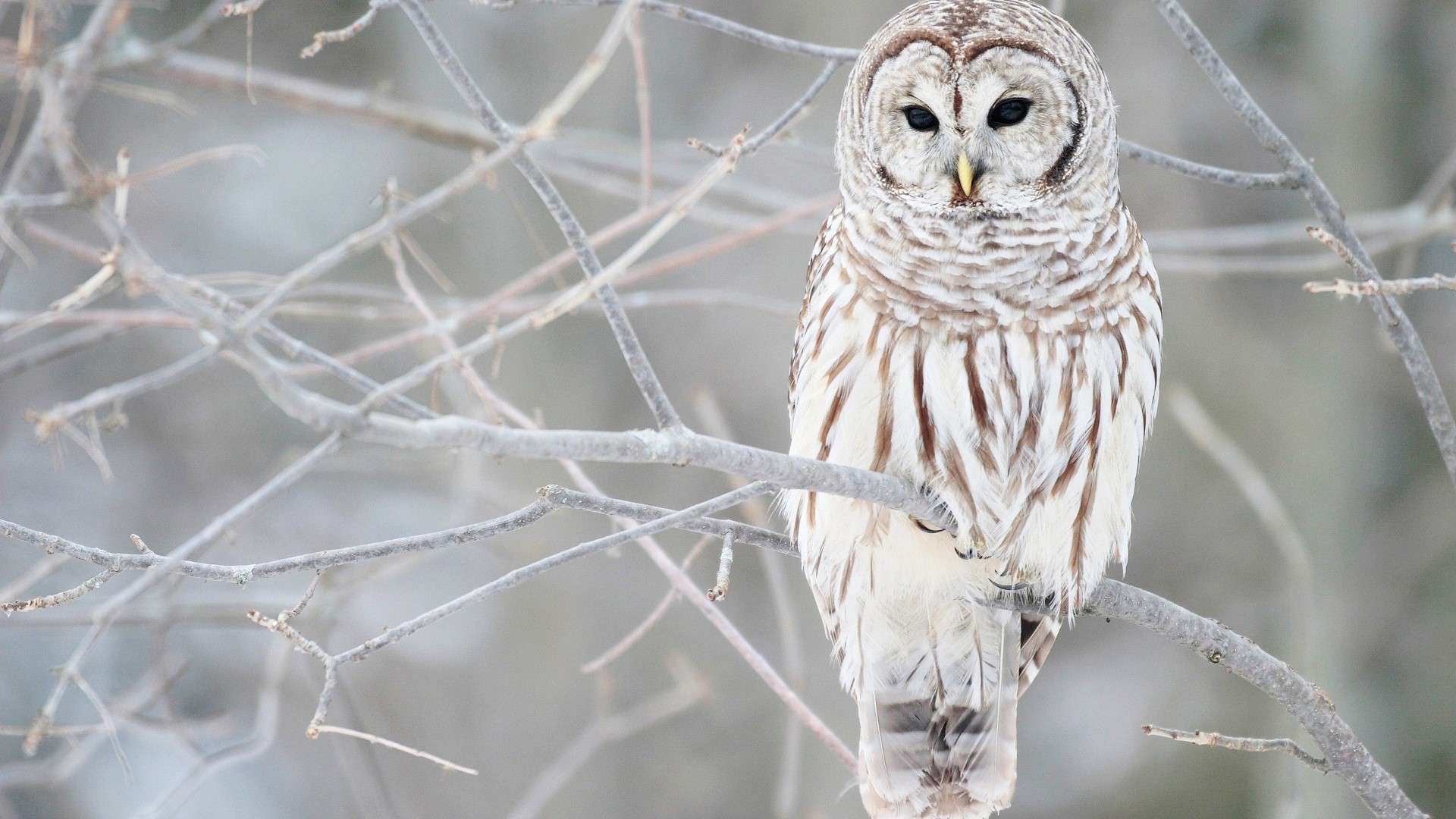 Barred owl perched on a snowy branch HD Wallpaper