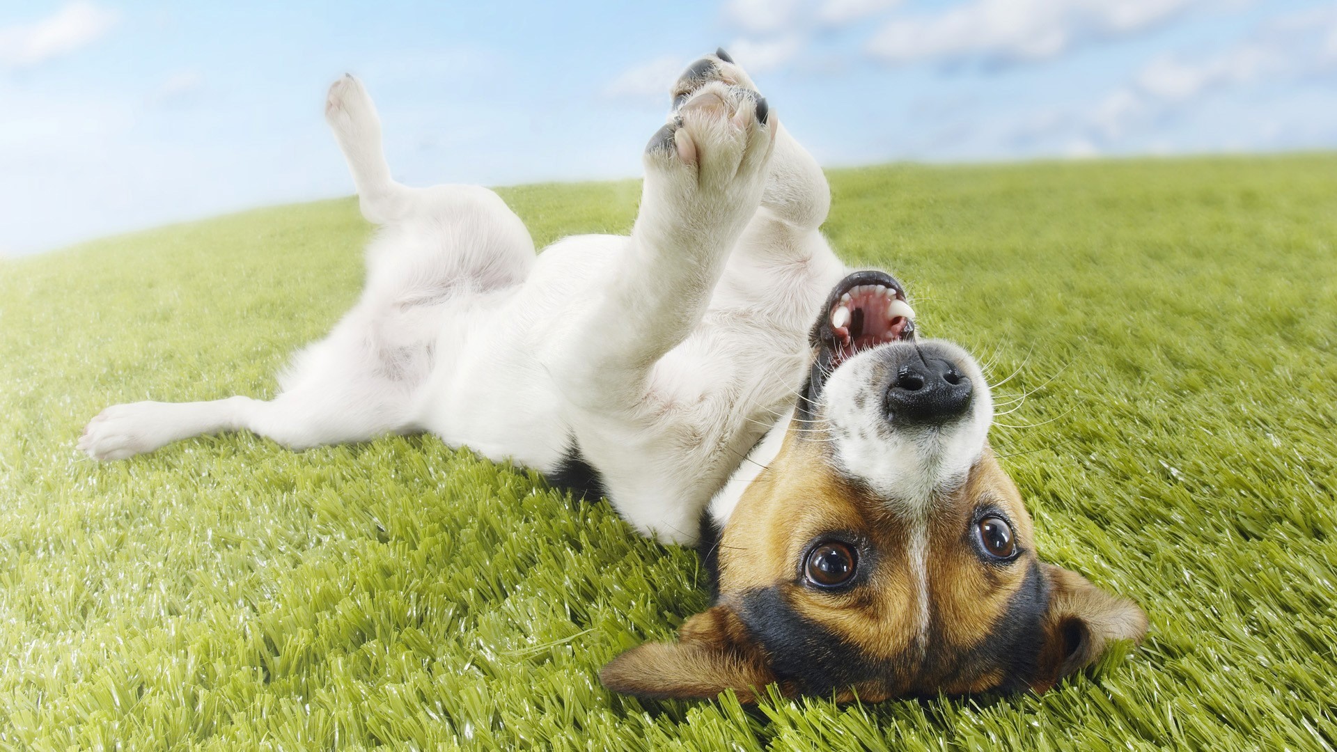 Jack Russell Terrier rolling on grass HD Wallpaper
