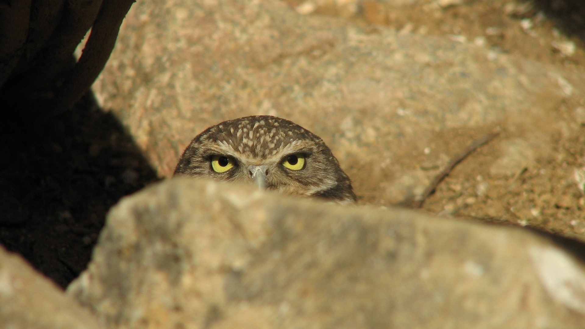 Burrowing owl peeking from behind rocks HD Wallpaper