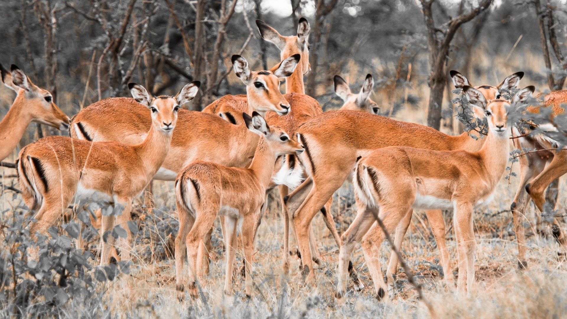 Herd of Impala Antelopes in a Forest HD Wallpaper