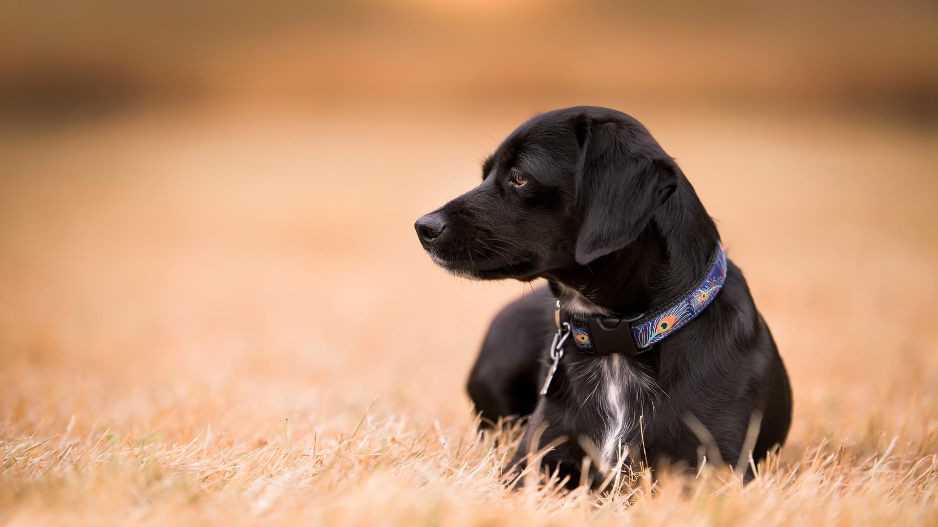 Black dog with a patterned collar lying in dry grass HD Wallpaper