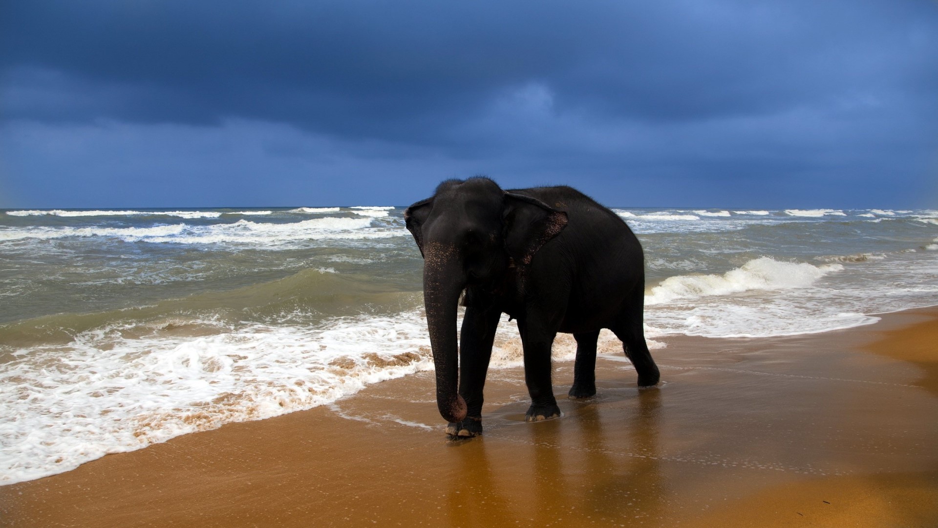 Elephant walking on a beach with stormy ocean waves HD Wallpaper