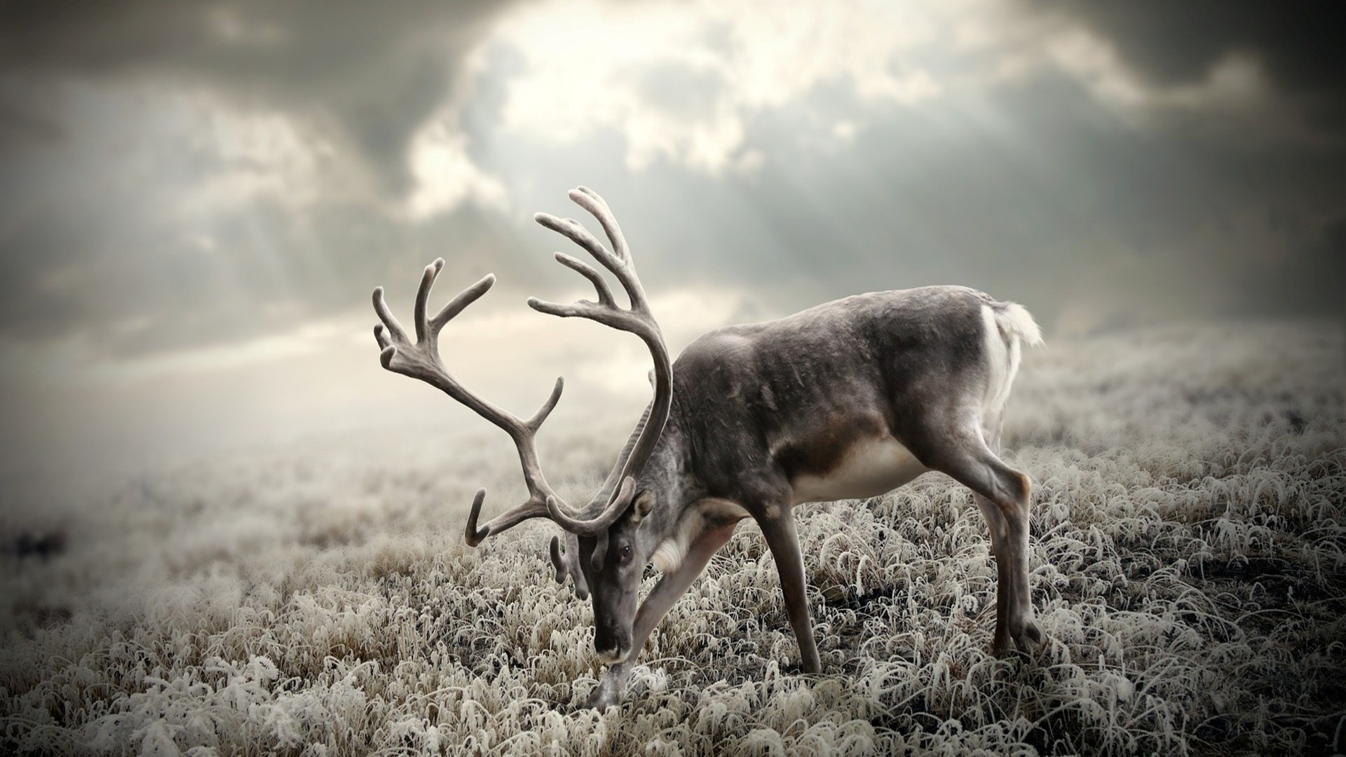 Reindeer with large antlers in a frosty field HD Wallpaper