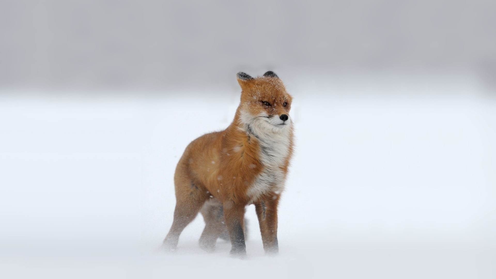 Fox in the snow HD Wallpaper