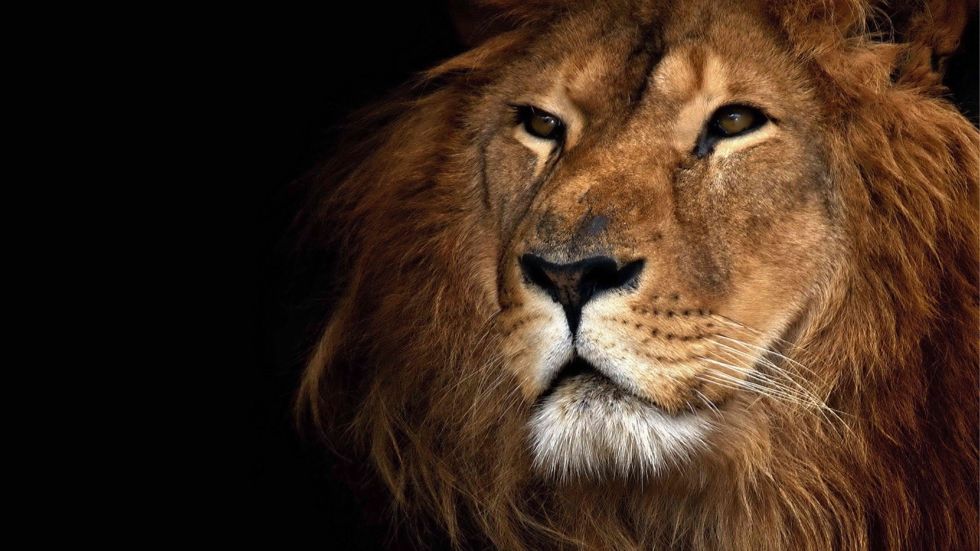Close-up of a Lion's Face HD Wallpaper