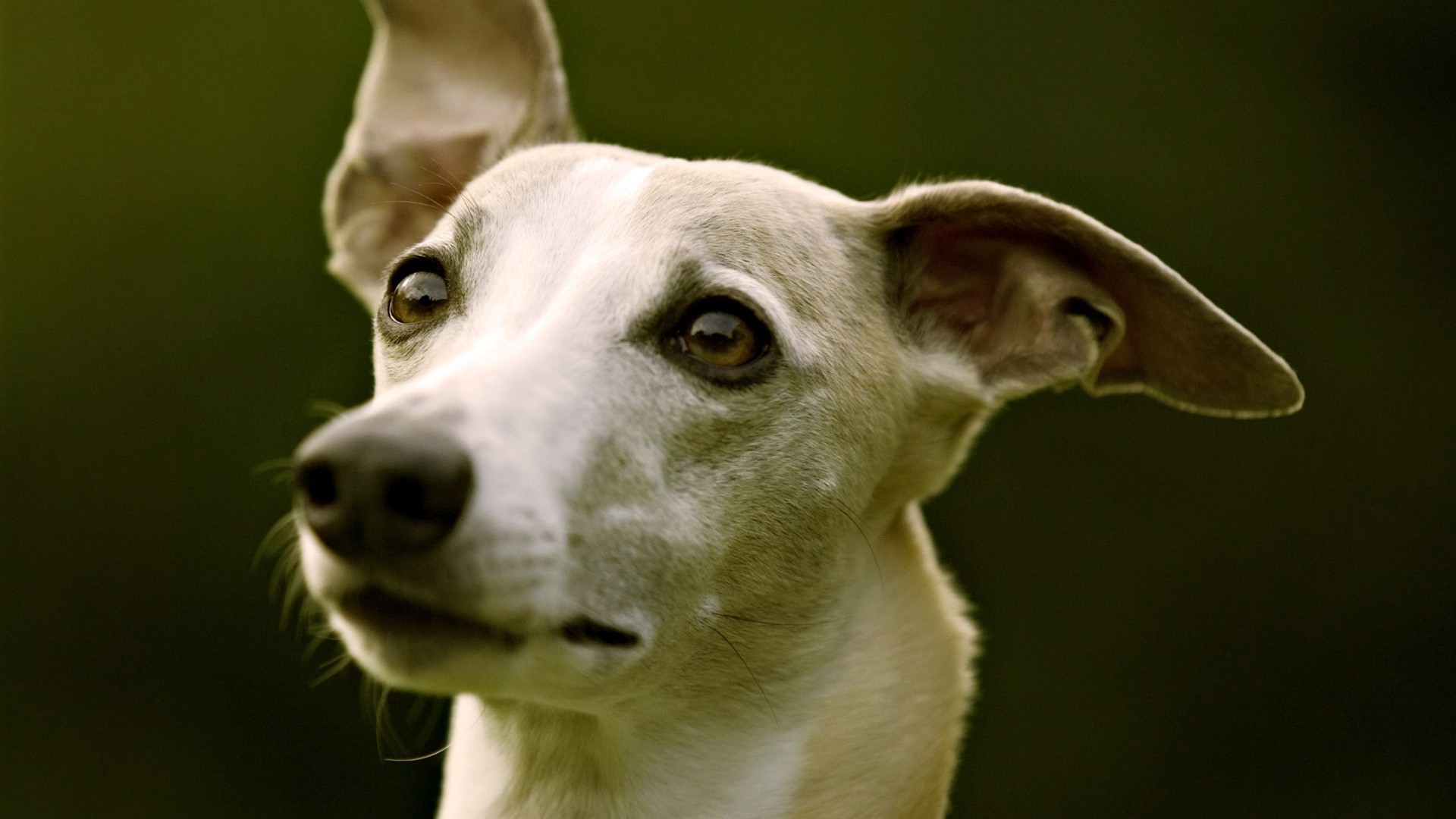 Close-up of a Whippet dog's face HD Wallpaper
