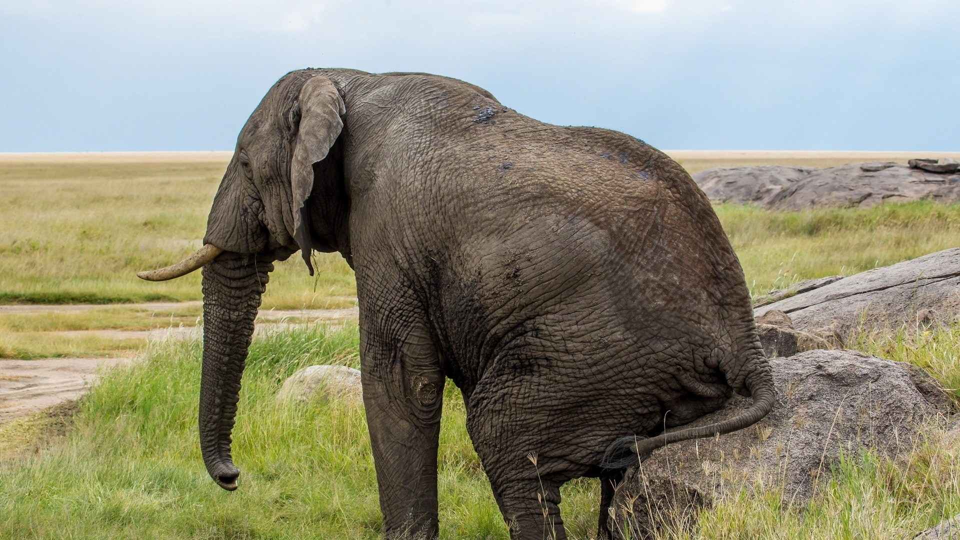 Elephant standing in a grassy field with rocks HD Wallpaper