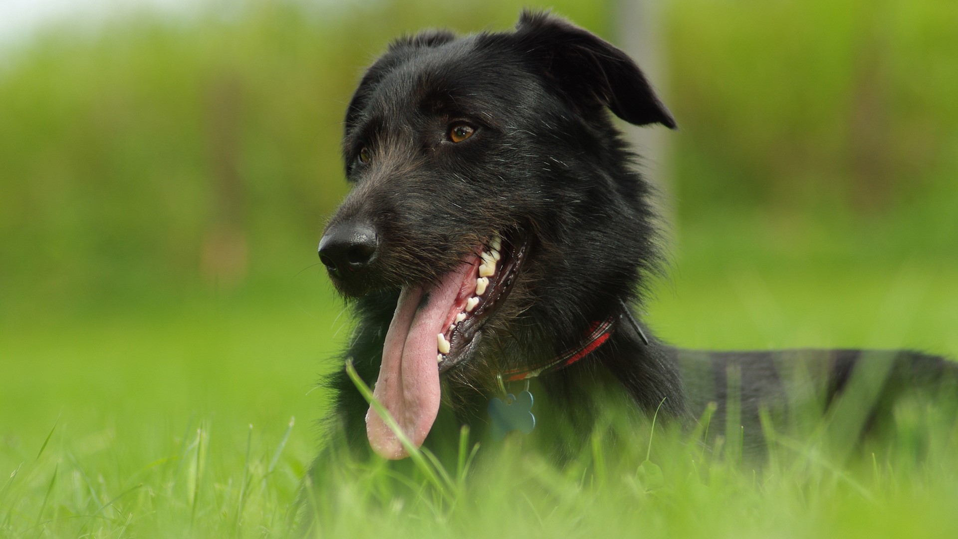 Black dog with tongue out in green grass HD Wallpaper