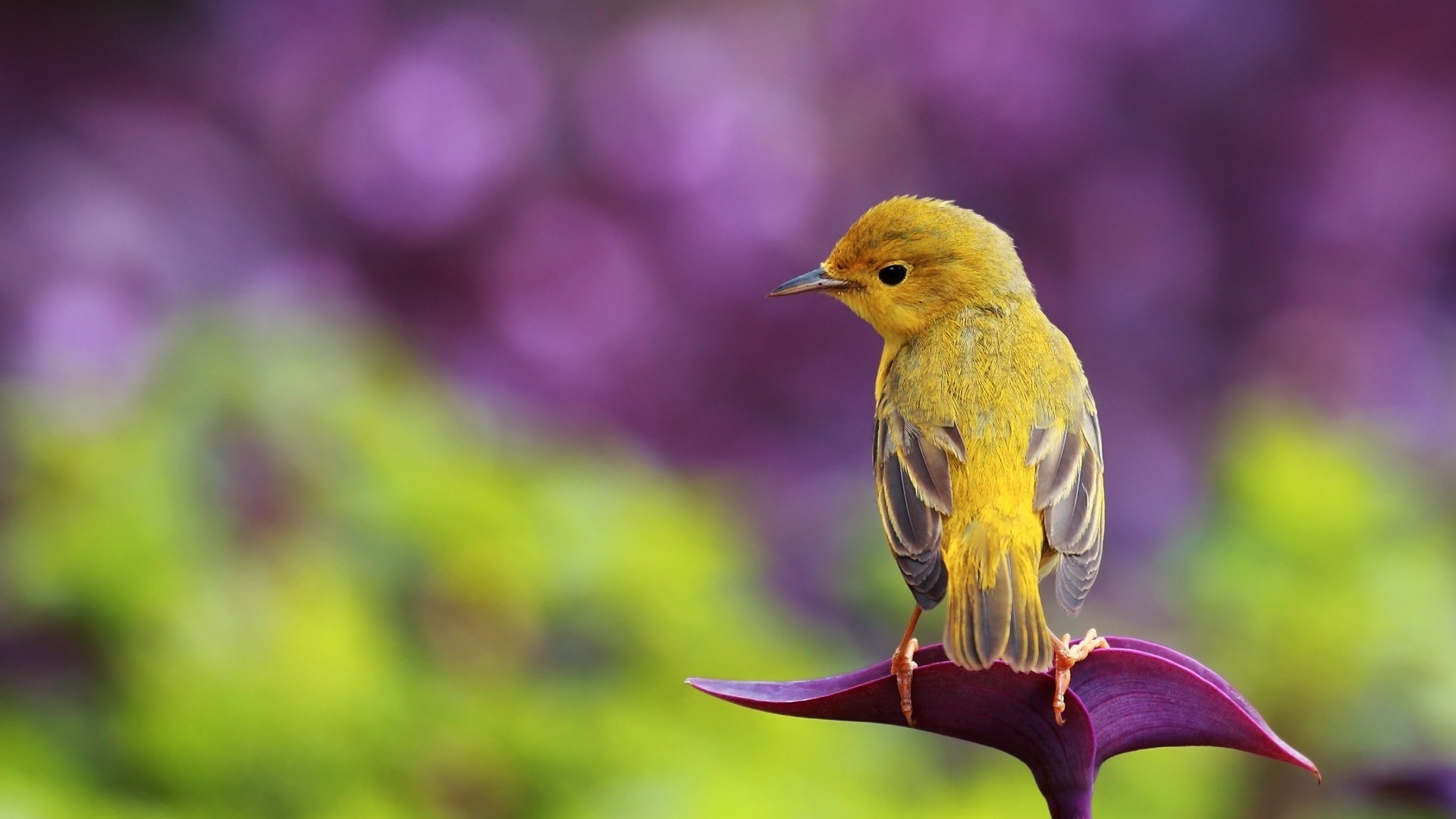 Yellow bird perched on a purple leaf HD Wallpaper