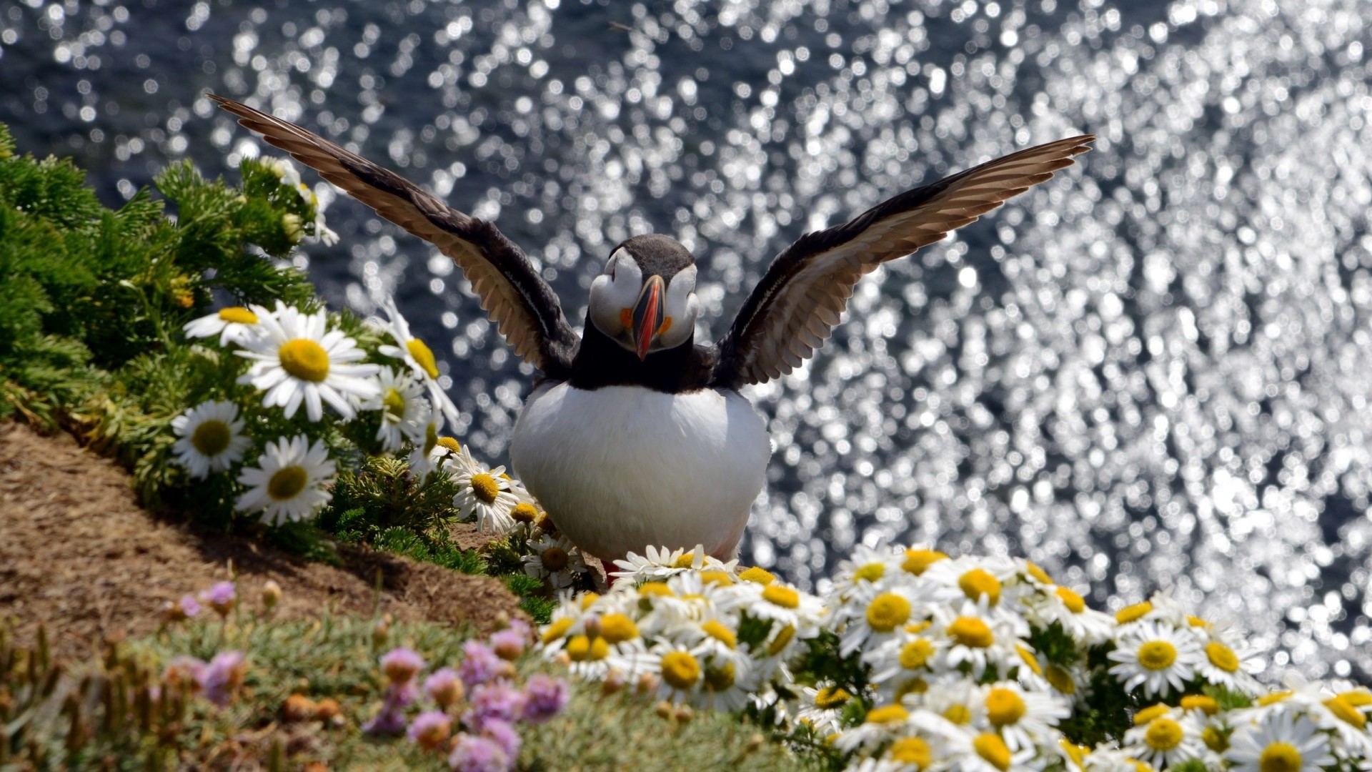 Puffin with wings spread among flowers HD Wallpaper