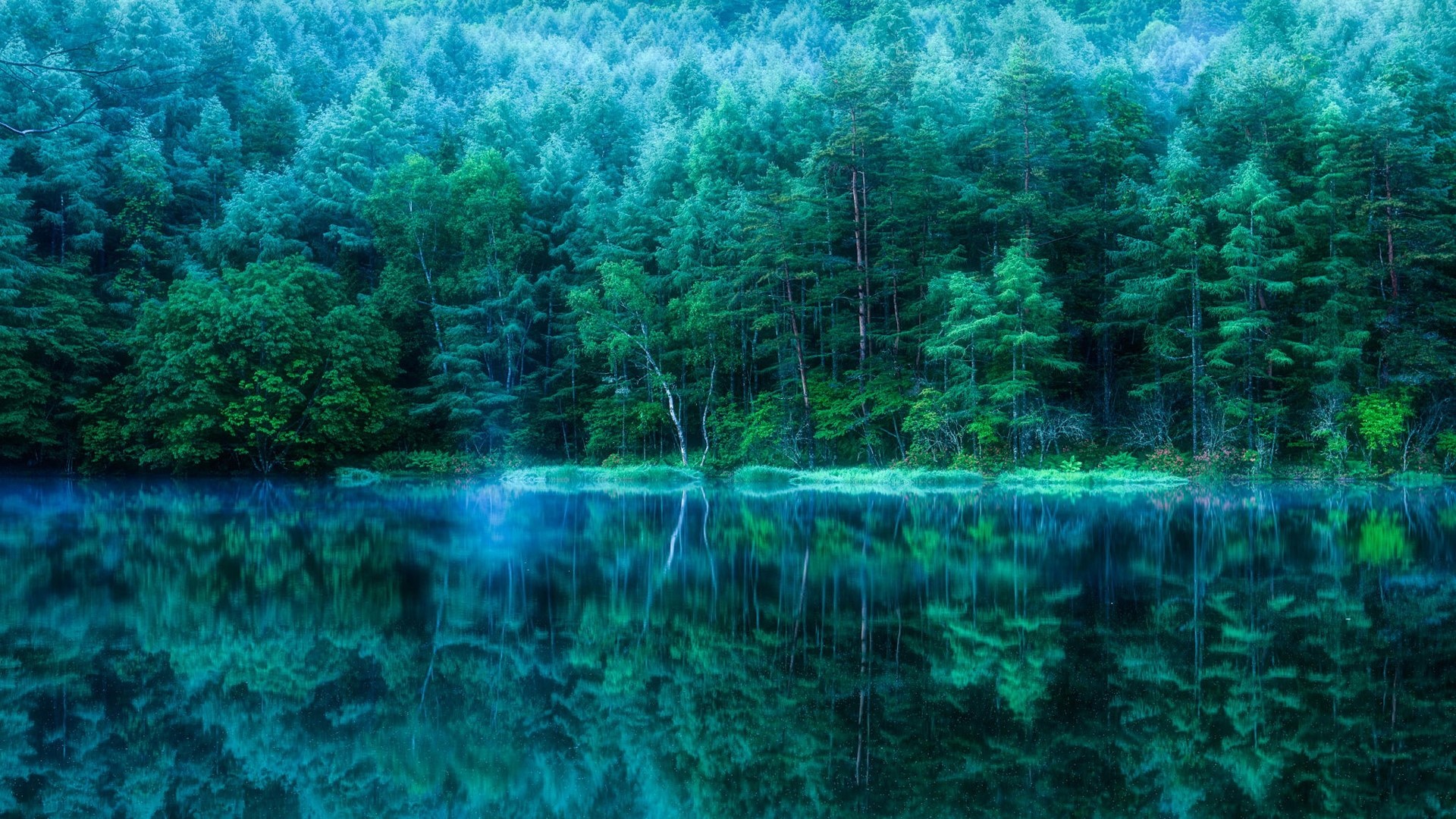 Deep Green Forest Reflection on Water HD Wallpaper