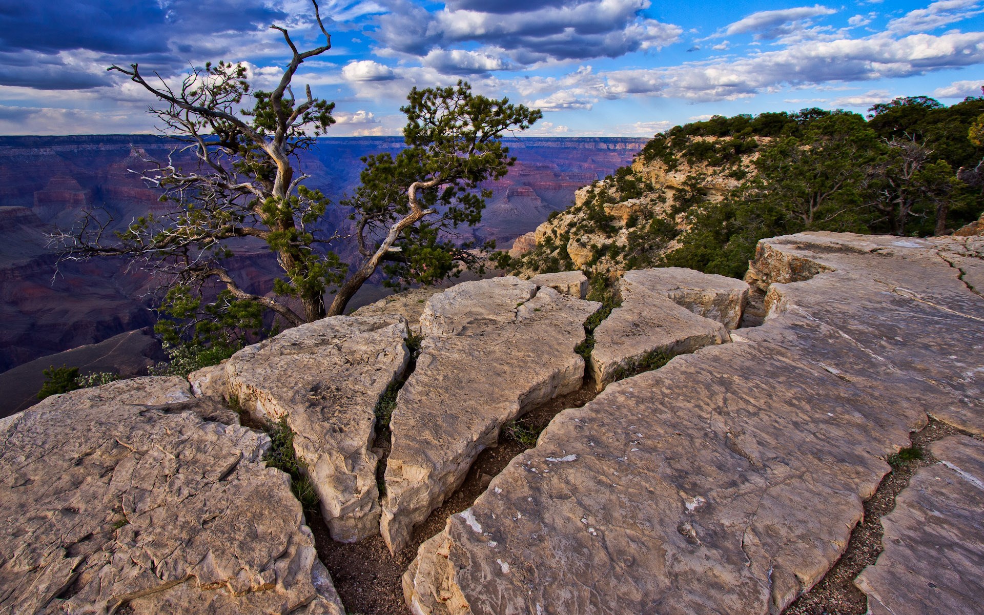 Grand Canyon National Park with a lone tree HD Wallpaper