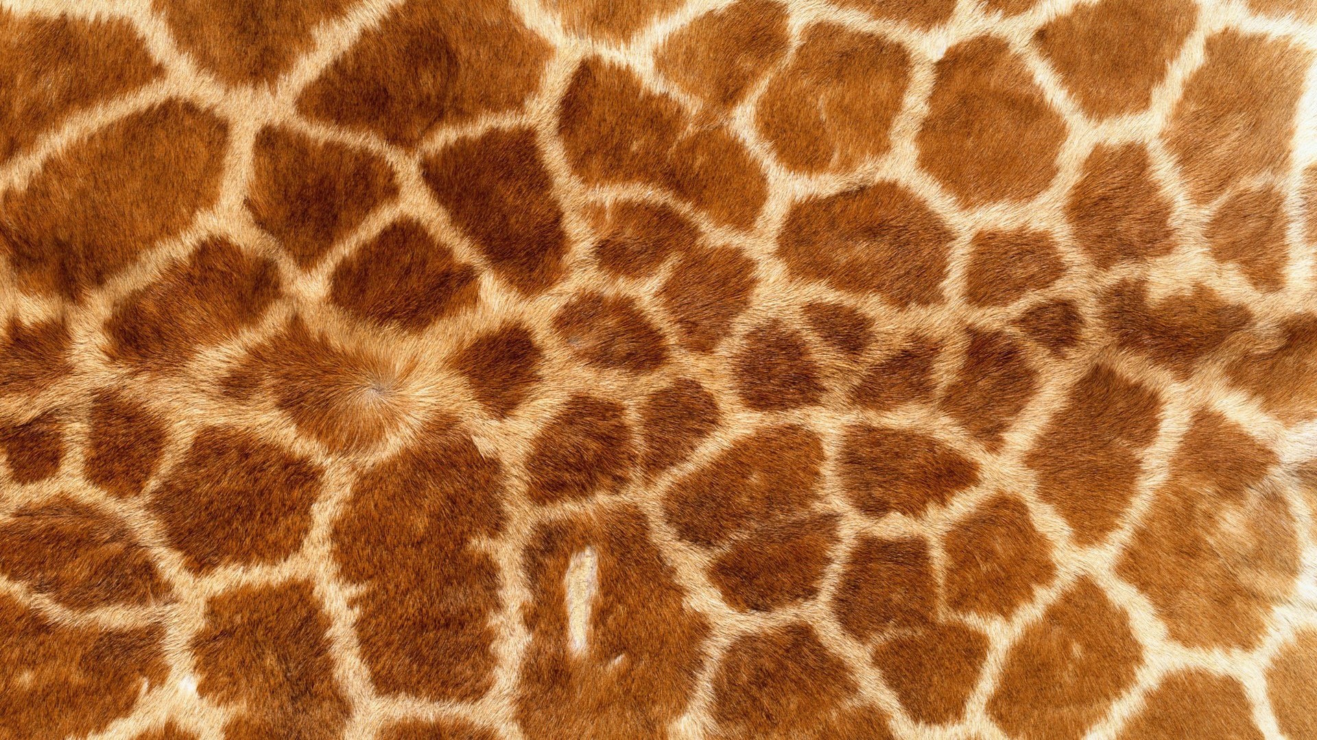 Giraffe Skin Pattern HD Wallpaper