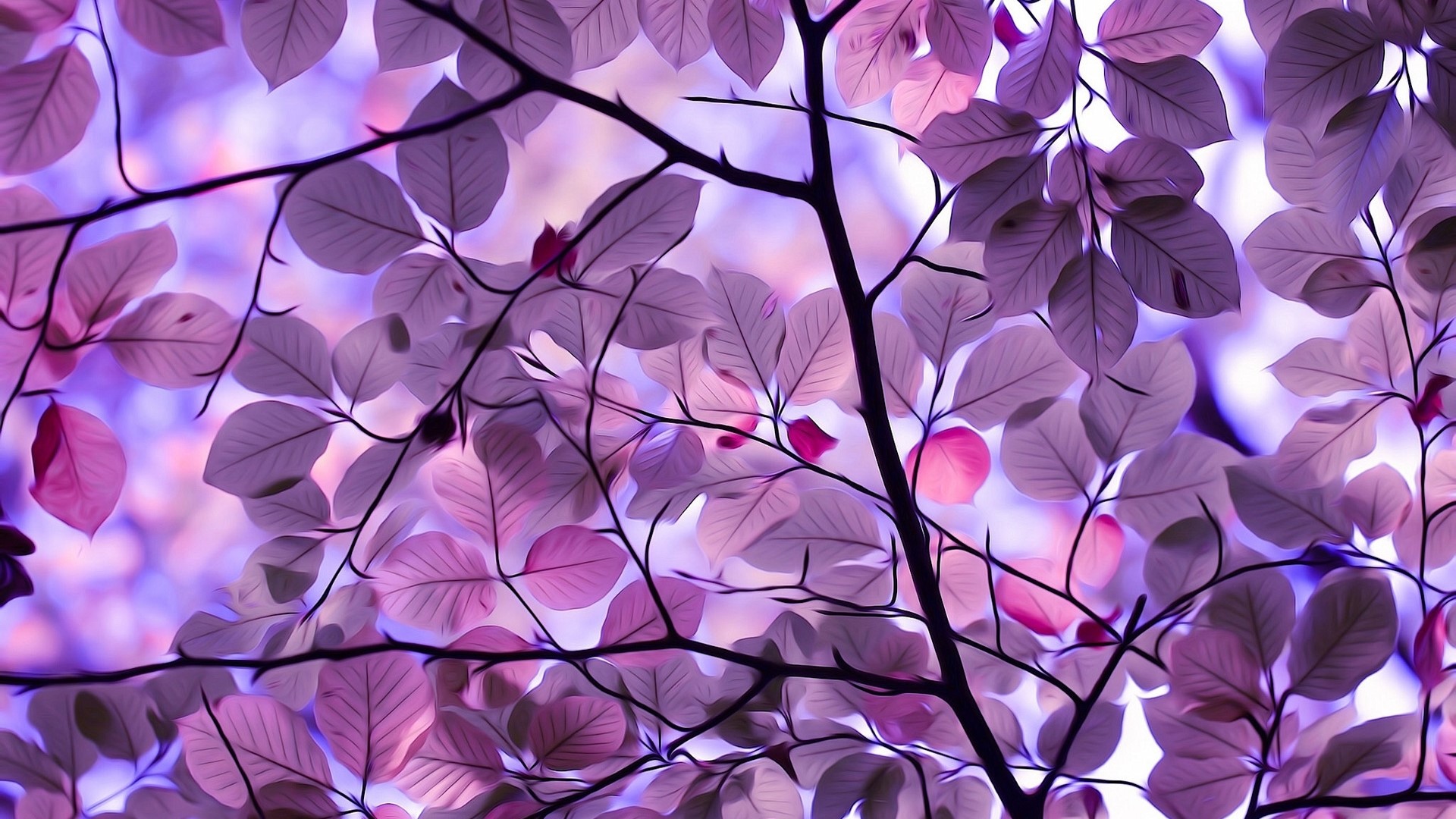 Purple leaves on branches with blurred background HD Wallpaper