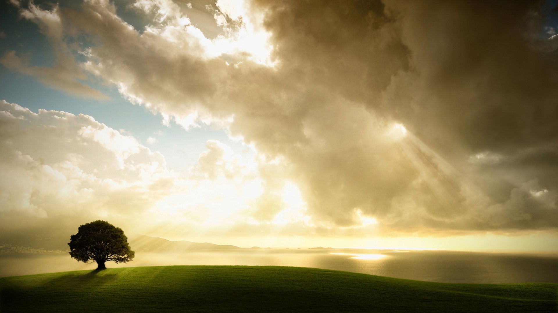 Lonely Tree on a Hill with Sunbeams HD Wallpaper