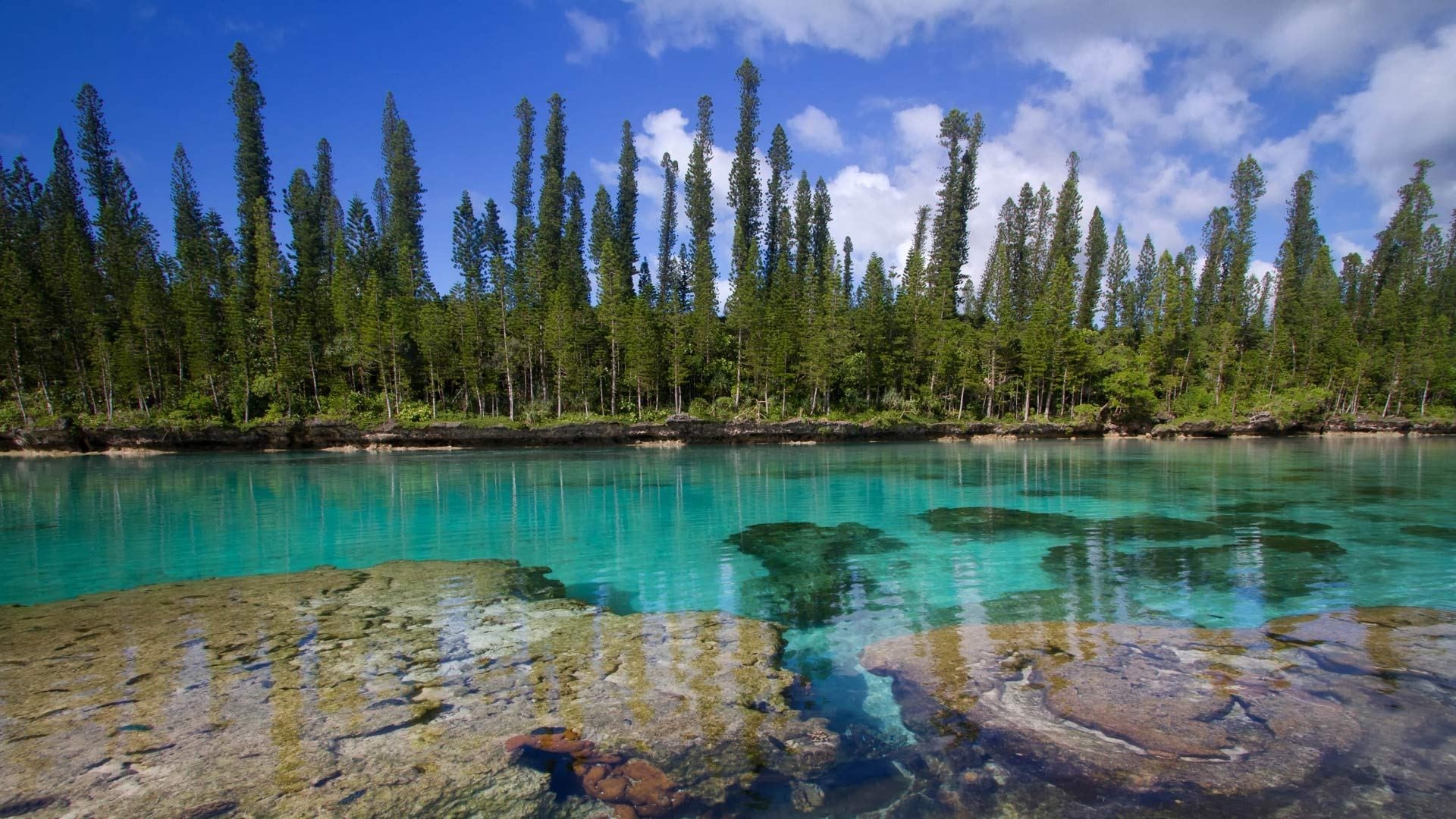 Turquoise water and pine trees on a sunny day HD Wallpaper