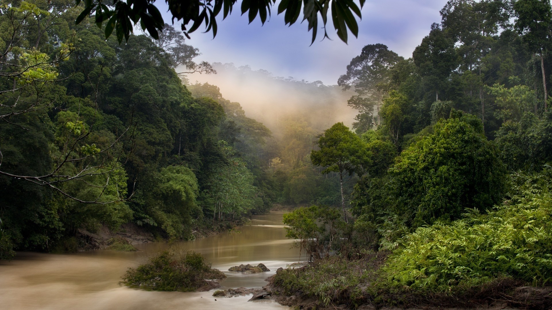 Misty Jungle River with Dense Forest HD Wallpaper