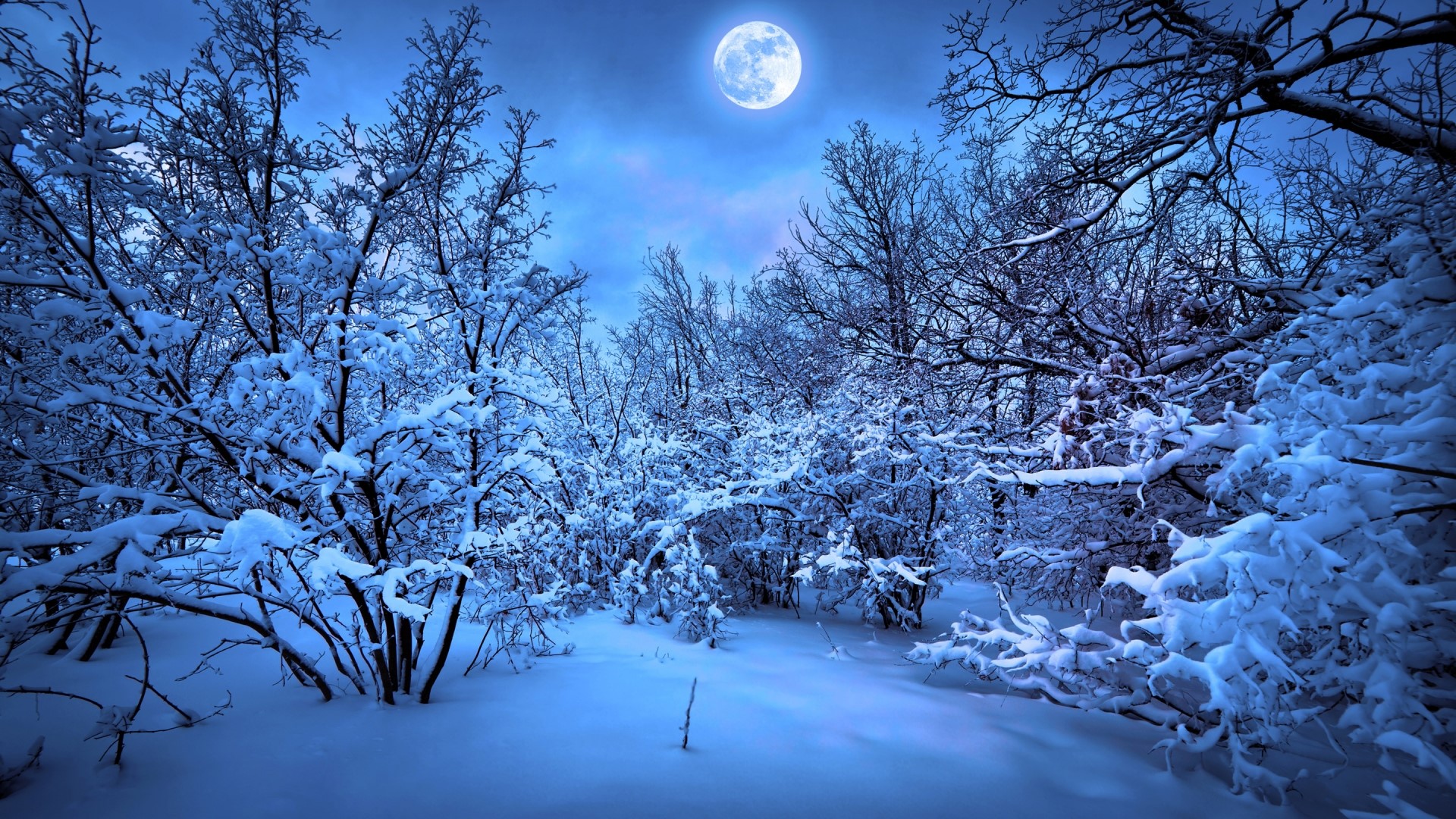 Full Moon Over Snowy Forest HD Wallpaper