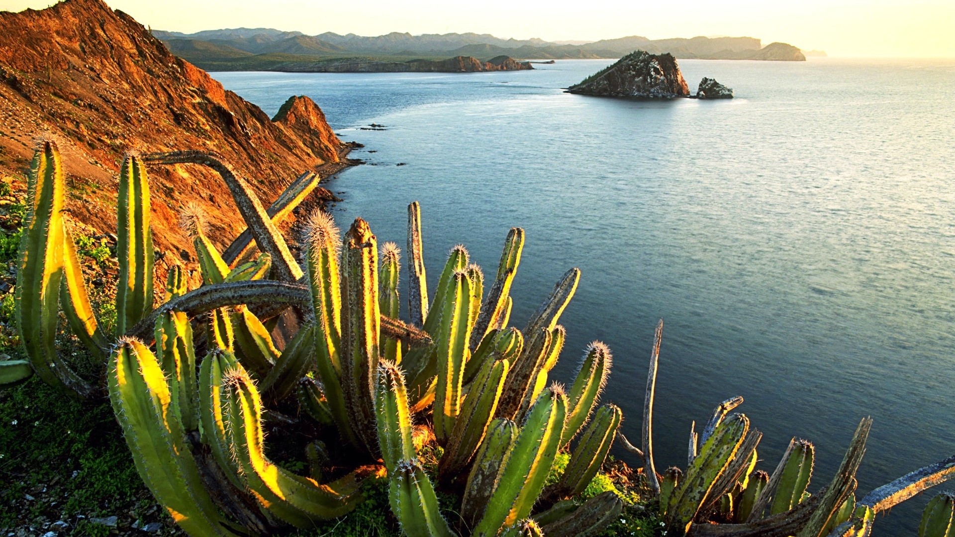 Senita Cactus on Isla Datil HD Wallpaper