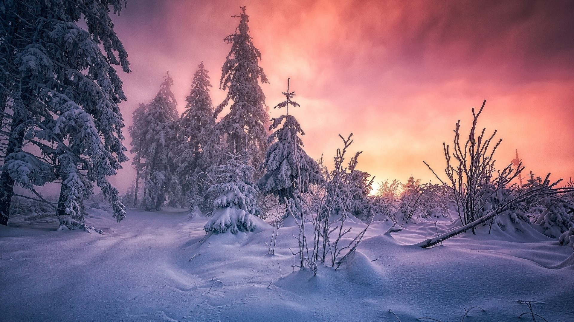 Snowy forest at sunset in Germany HD Wallpaper