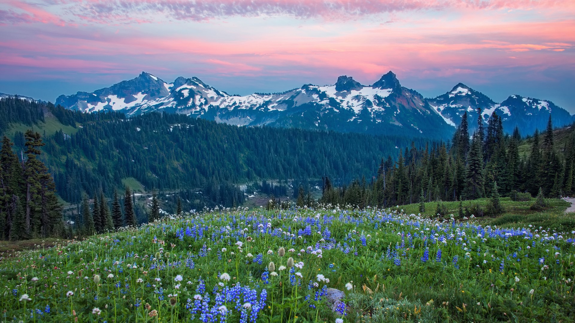 Wildflowers and Mountains at Sunset HD Wallpaper